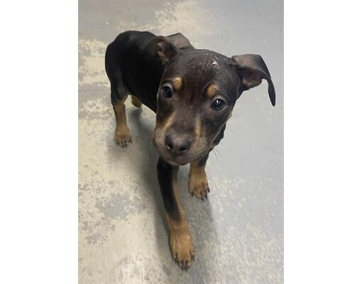 Tallahassee, FL - Doberman Pinscher/American Staffordshire Terrier ...