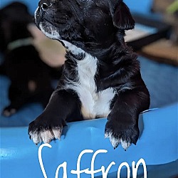 Photo of Puppy Saffron
