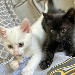 Thumbnail photo of Milk & Oreo #4