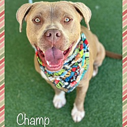 Thumbnail photo of CHAMP #3