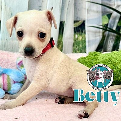 Portland, OR - Chihuahua. Meet Betty Bop a Pet for Adoption - AdoptaPet.com