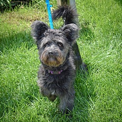 Huntley, IL - Scottie, Scottish Terrier/Westie, West Highland White ...