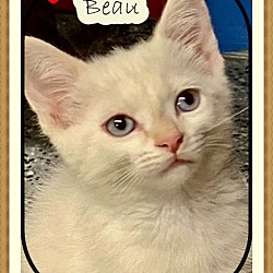 Thumbnail photo of BEAU #1