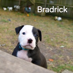 Thumbnail photo of Bradrick #2