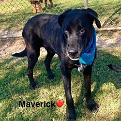 Thumbnail photo of Maverick #4