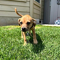 adopt a pet