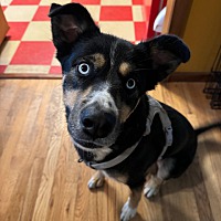 adopt a pet