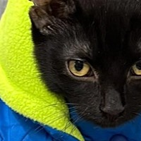 adopt-pet