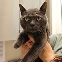 adopt a pet