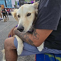 adopt a pet