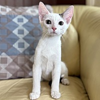 adopt-pet
