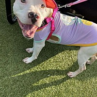 adopt a pet