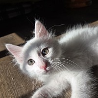 adopt a pet