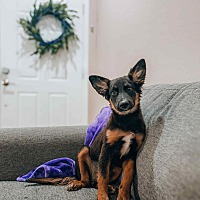 adopt a pet