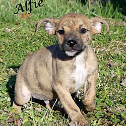 Thumbnail photo of Alfie ~ meet me! #3