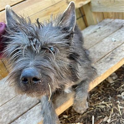 Des Moines, IA - Cairn Terrier/Terrier (Unknown Type, Medium). Meet ...