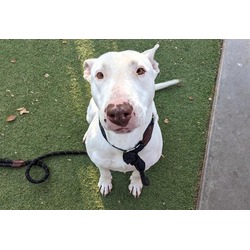 Bota bull hotsell terrier phoenix