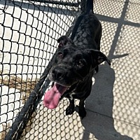 adopt a pet