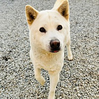 adopt-pet