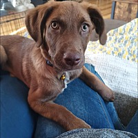 adopt-pet