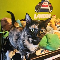 adopt a pet