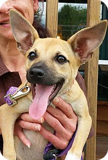 Sparta, NJ - Chihuahua. Meet Pattycake a Pet for Adoption.