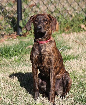Tennessee treeing coonhound clearance