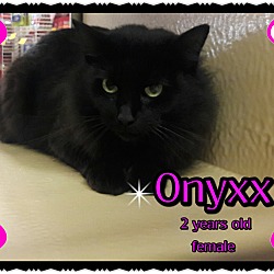 Thumbnail photo of Onyxx #1