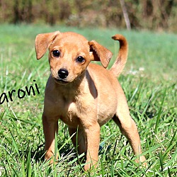 Thumbnail photo of Macaroni~adopted! #1