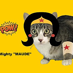 Thumbnail photo of MAUDE #2