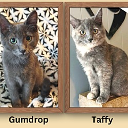 Photo of Gumdrop and Taffy