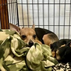 Chihuahua Puppies and Dogs in Beaumont TX Buy or Adopt