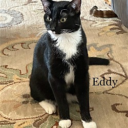 Thumbnail photo of Eddy #3