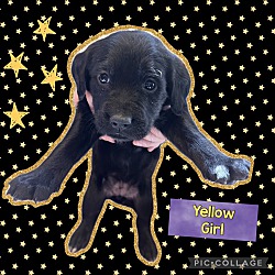Thumbnail photo of yellow puppy #2