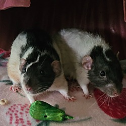 bonded pet photo