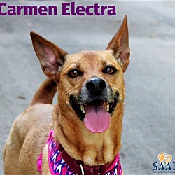 Thumbnail photo of Carmen Electra #1