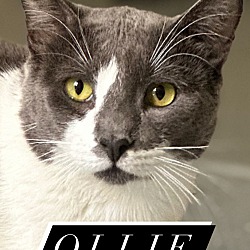 Thumbnail photo of Ollie #1