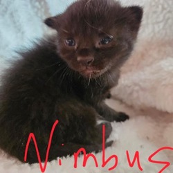 Thumbnail photo of Nimbus / Clark (M) #2