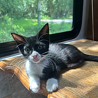 adopt a pet