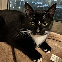 adopt a pet