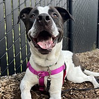 adopt a pet