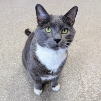 adopt-pet