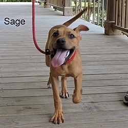 Thumbnail photo of Sage #3