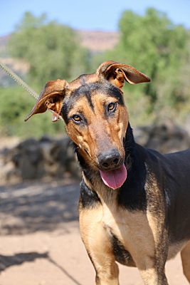 Fillmore, CA - Doberman Pinscher/German Shepherd Dog. Meet Trixie a Pet ...