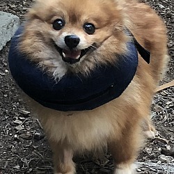 Photo of Polly the Puppymill Pom