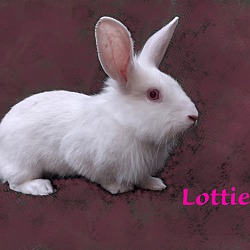 Thumbnail photo of Lottie #2