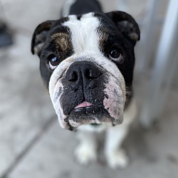 Photo of Piglet