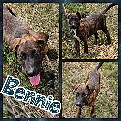 Thumbnail photo of Bennie #2