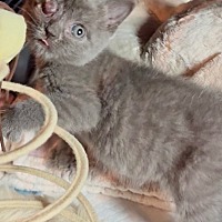 Adopt A Pet :: Grace - Leonardtown, MD