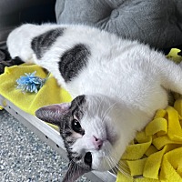 adopt a pet